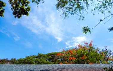Gri döşenmiş çatı ve çiçekli gösterişli çiçekler