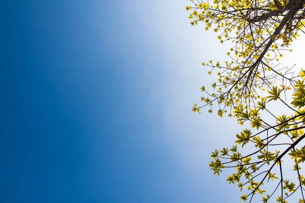 Φρεσκάδα Αφήνει Cannonball Δέντρου Στο Μπλε Του Ουρανού Και Φως — Φωτογραφία Αρχείου