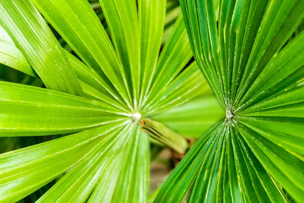 Čerstvosti Palmového Listí Jako Pozadí Zelené Pozadí — Stock fotografie