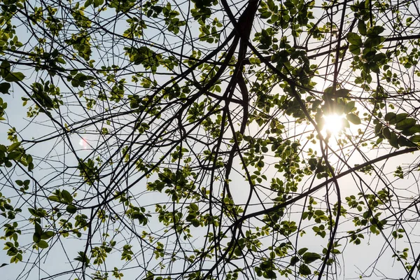 Freshness Leaves Bright Sky Sunlight Background — Stock Photo, Image