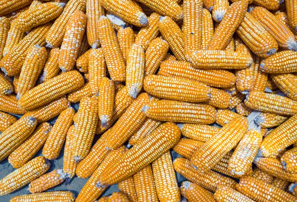 Ear of sweet corn dry out on floor