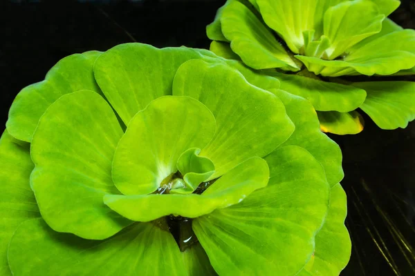 Primer Plano Lechuga Agua Hoja Fresca Verde —  Fotos de Stock