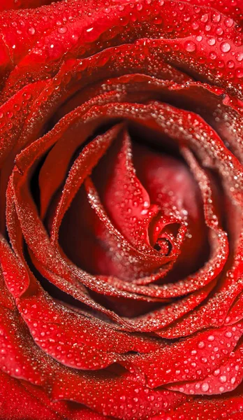 Close up beautiful red rose with water drops on petals, Vivid color natural floral background