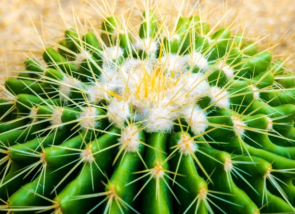 Arany Hordó Kaktusz Echinocactus Grusonii Sziklakert — Stock Fotó