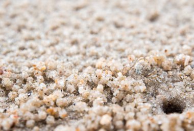 Kumsaldaki deliklerine yakın, kumda yiyen küçük bir yengeç.