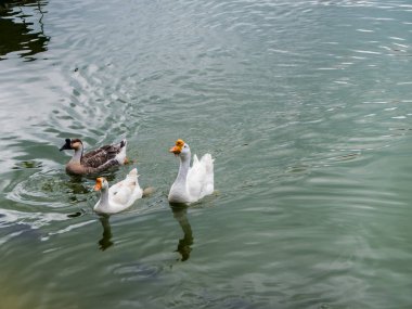 Beyaz kaz ve Brown gölde kaz