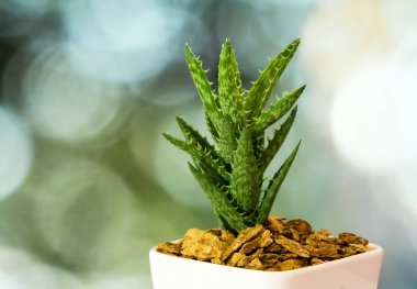 Aloe etli bitki, kaplan diş Aloe seramik tencerede diken tazelik yaprak