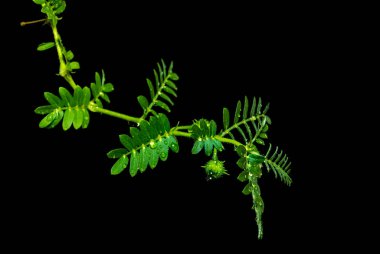 Küçük caltrops ot ve yapraklar, izole edilmiş taze bitki siyah arka planda