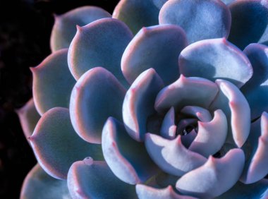 Echeveria Tavuskuşu Subsessilis 'in gümüş mavisi yapraklarında sulu bitkiler.
