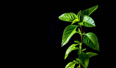 Asya gıda için siyah arka plan, otlar ve gıda malzemeler tazelik fesleğen