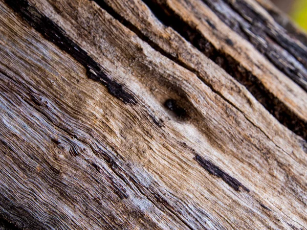 Detail of old stump surface , wood texture