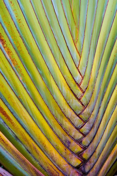 Utazási Palm Ravenala Banán Nagy Test — Stock Fotó