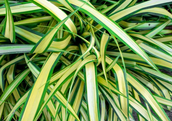 Folhas Plantas Como Fundo Textura — Fotografia de Stock