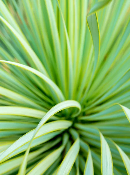 Мягкий Узкий Лист Агавского Суккулентного Растения Agave Yucca Linearis Листья — стоковое фото