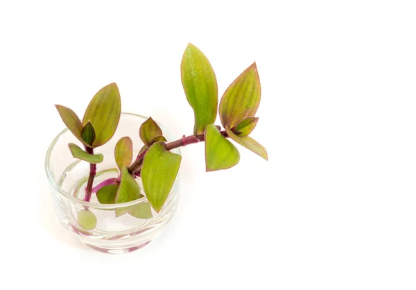 Små Blad Spiderwort Floden Spiderwort Tradescantia Fluminensis Ört Växt Böka — Stockfoto