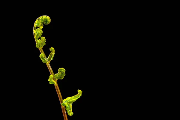 黒地にシダの緑の葉 — ストック写真