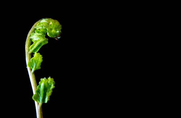 Frescura Folha Verde Samambaia Sobre Fundo Preto — Fotografia de Stock