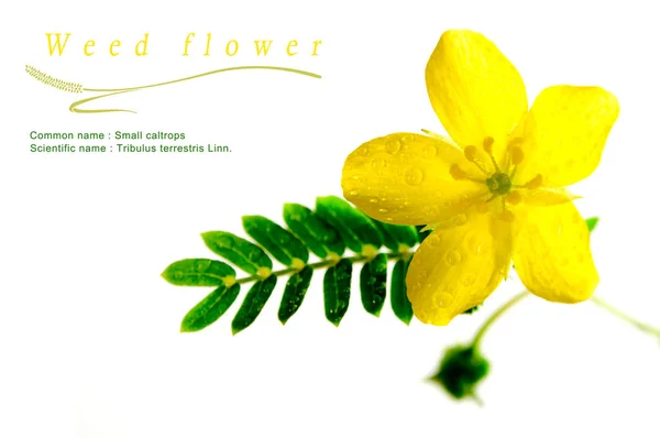 Yellow flower of small caltrops weed, isolated flower on white background