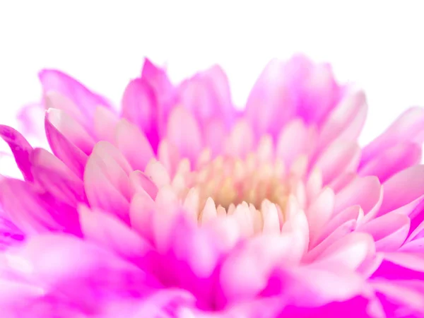 Pink chrysanthemum flower on white background, shallow depth of field