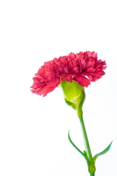 Clavel Rojo Vívido Realista Dianthus Caryophyllus Flor Flor Aislada Sobre — Foto de Stock