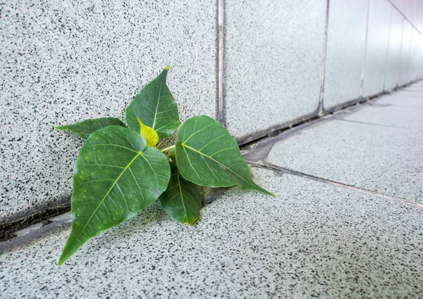 Pequena Árvore Banyan Crescendo Partir Fronteiras Entre Chão Parede Edifício — Fotografia de Stock