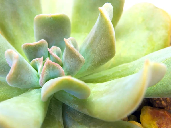 Succulente Installatie Close Versheid Bladeren Van Kubieke Frost Echeveria Topsy — Stockfoto