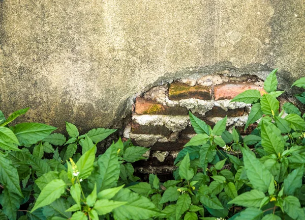 Freshness leaves of plant on the old and broken concrete wall