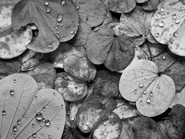 Φύλλα Που Πέφτουν Από Δέντρο Πεταλούδες Φθινόπωρο — Φωτογραφία Αρχείου