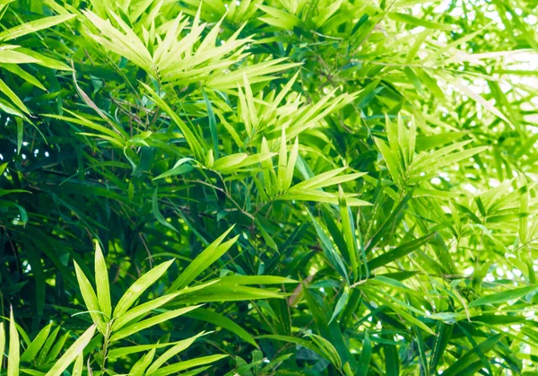 Živé Zelené Barvy Bambusových Listů Zelené Pozadí — Stock fotografie