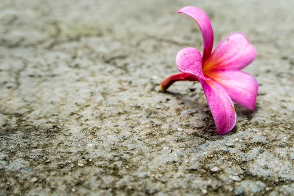 ピンクフランジパニの花はコンクリート床に落ちます — ストック写真