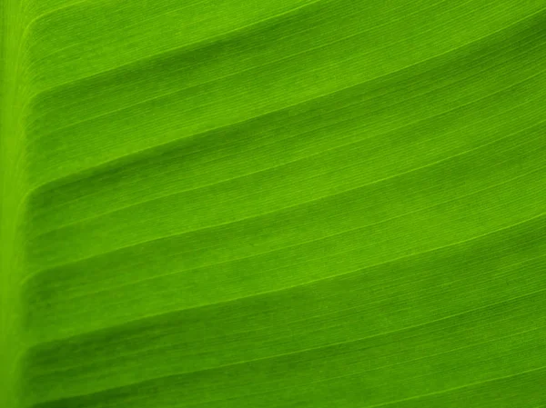 Puha Felületre Banán Levél Mint Háttér Textúra — Stock Fotó