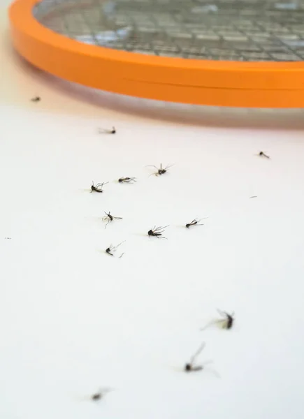 Muchos Mosquitos Mueren Por Matamoscas Eléctrico — Foto de Stock