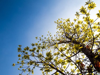 mavi gökyüzü ve gün ışığı arka plan cannonball ağaç tazelik yaprak