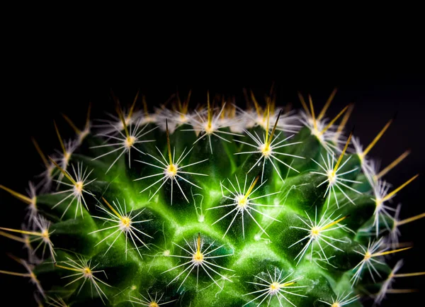 Verde Vívido Mammillaria Cactus Isolado Sobre Fundo Preto — Fotografia de Stock