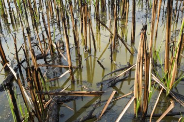 Taze yaprak papirüs alev aldı