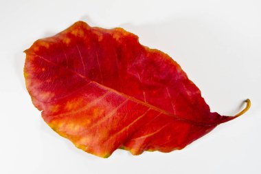 Karın-ahşap büyük kırmızı yaprak