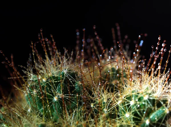 Tövishorog Csomója Mammillaria Surculosa Kaktusz Faj Fekete Háttérben — Stock Fotó