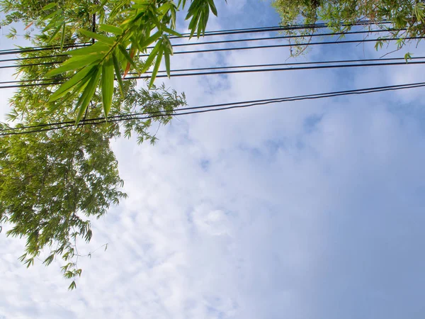 Elektrisk Tråd Linjer Över Bambu Lämnar — Stockfoto
