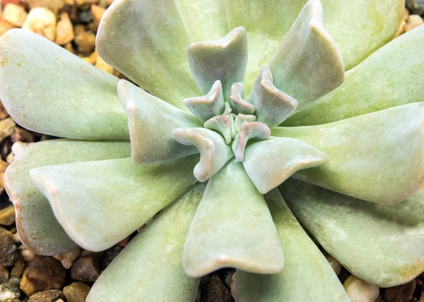 Succulente Installatie Close Versheid Bladeren Van Kubieke Frost Echeveria Topsy — Stockfoto