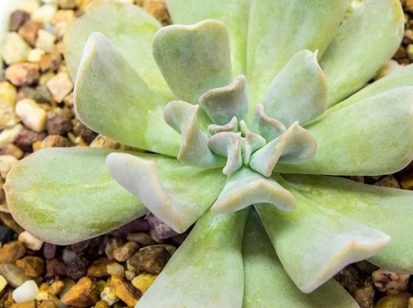 Sukkulente Pflanze Nahaufnahme Frische Blätter Von Kubischem Frost Echeveria Topsy — Stockfoto