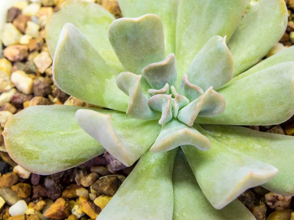 Pianta Succulenta Primo Piano Foglie Freschezza Gelo Cubico Echeveria Topsy — Foto Stock