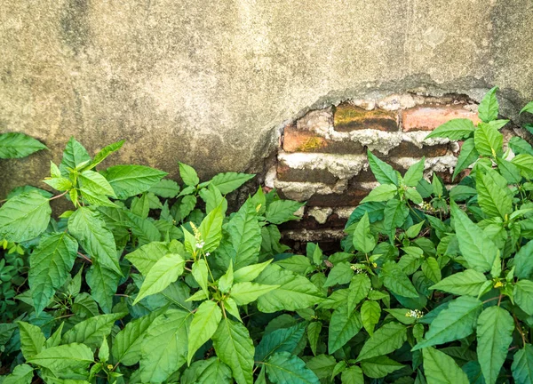 Folhas Frescura Planta Parede Concreto Velho Quebrado — Fotografia de Stock