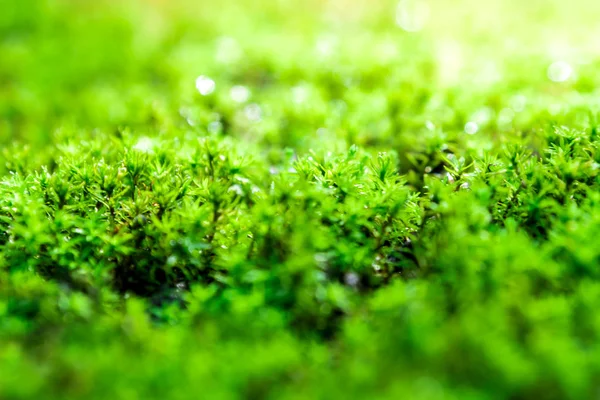 Zbliżenie Świeżości Zielony Mech Rosnący Kamiennej Podłodze Kroplami Wody Słońcu — Zdjęcie stockowe