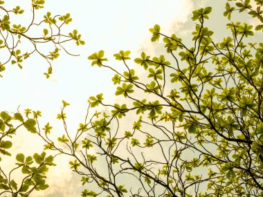 Gökyüzüne ağacının altında bak