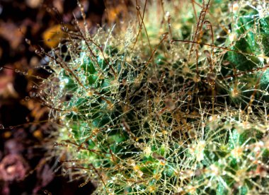 Dikenli kanca yığını Mammillaria kaktüsü türü siyah arka planda