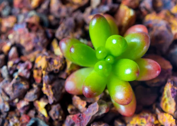 코르시카어 Stonecrop 신선도 Sedum Rubrotinctum의 — 스톡 사진