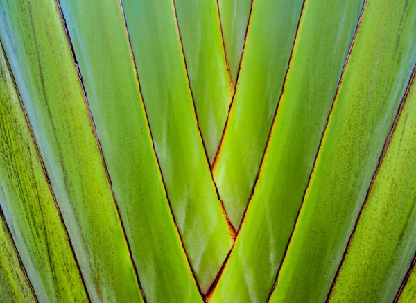 Friss Zöld Szín Textúra Test Utazási Palm Banán Ravenala — Stock Fotó