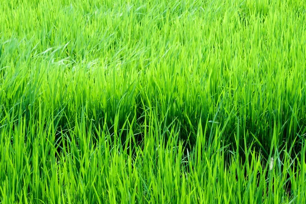 Las Hojas Mosca Del Arroz Siguen Viento Campo Arroz —  Fotos de Stock