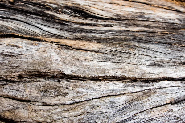 老树桩表面的细节 木头纹理 — 图库照片