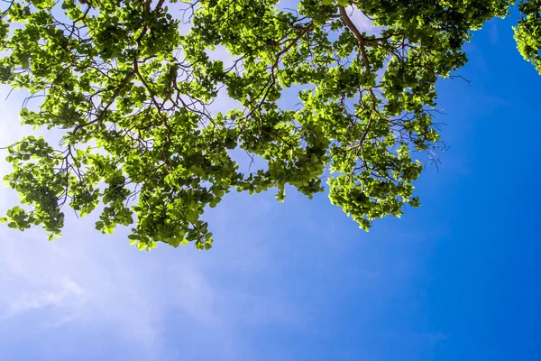 Листья Свежести Голубом Небе Солнечном Фоне — стоковое фото